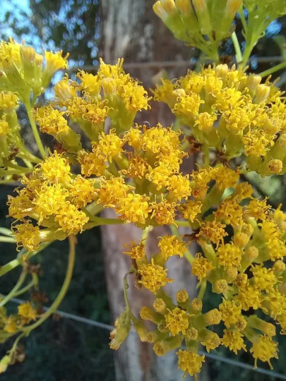 Жовтіль коротконіжковий