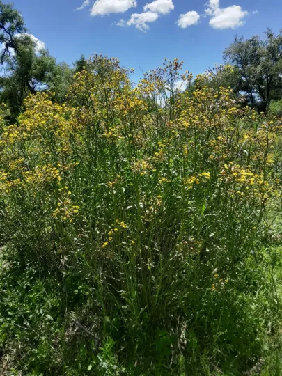 Brazilian groundsel