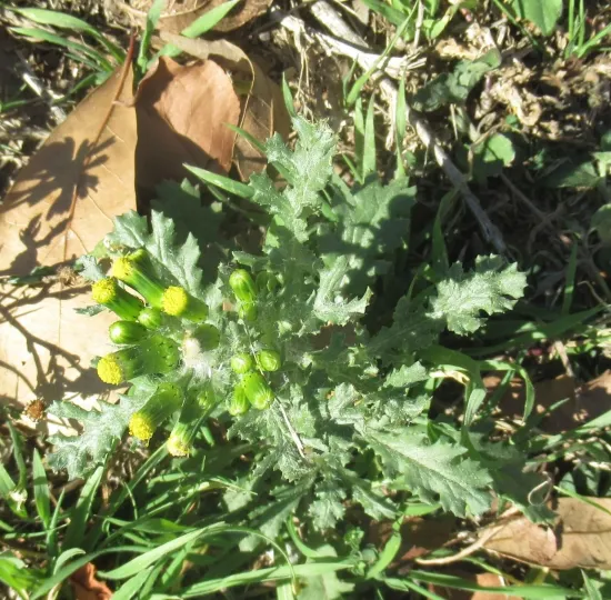 Common groundsel