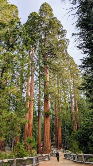 Giant sequoia
