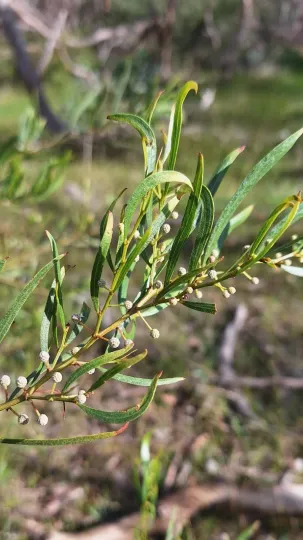 Acacia verniciflua