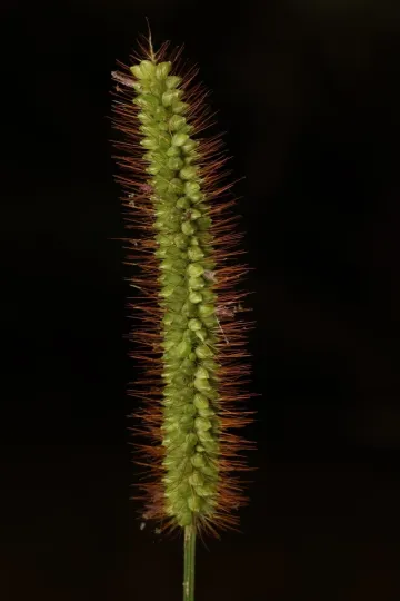 Yellow foxtail