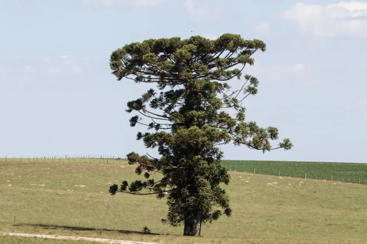 Araucaria angustifolia (Bertol.) Kuntze