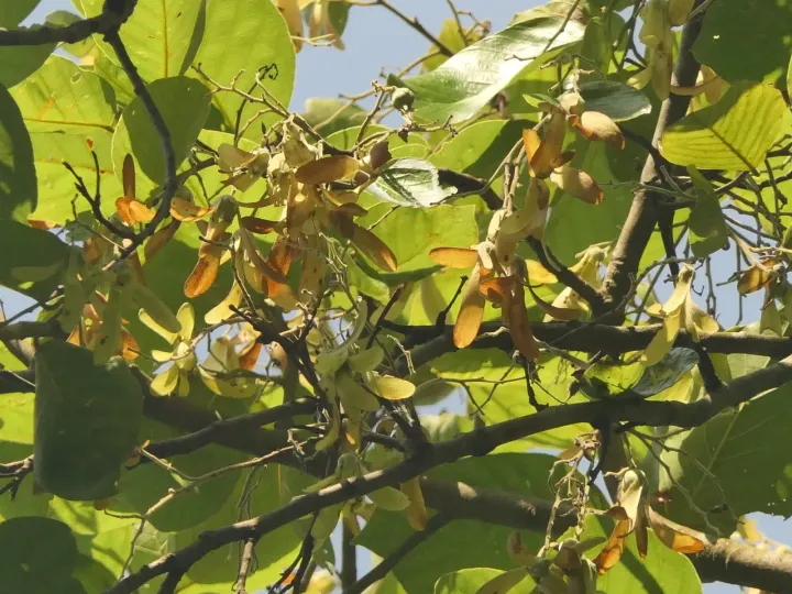 Sal tree