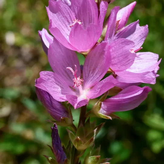 Oregon checker-mallow