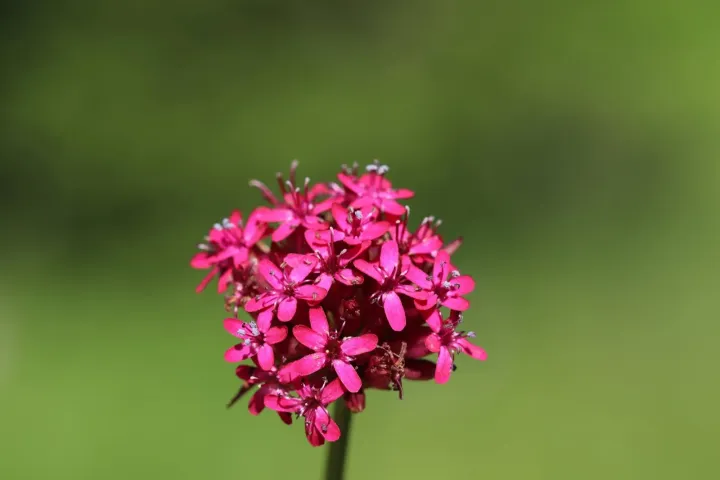 Смолёвка