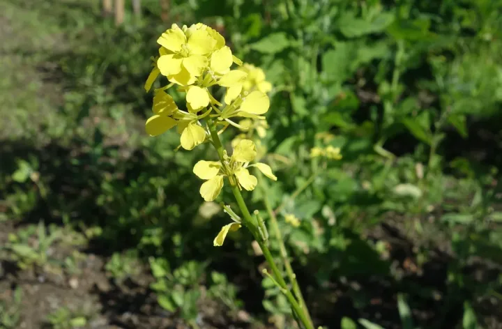 Wild mustard