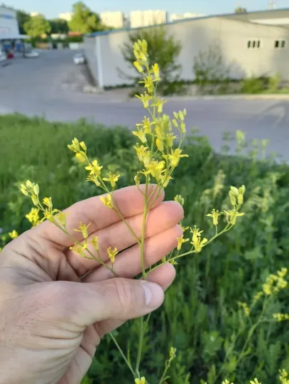 Volga mustard