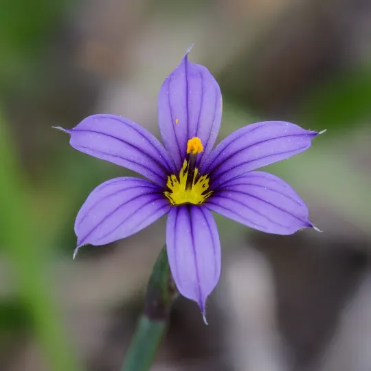 Idaho blue-eyed grass
