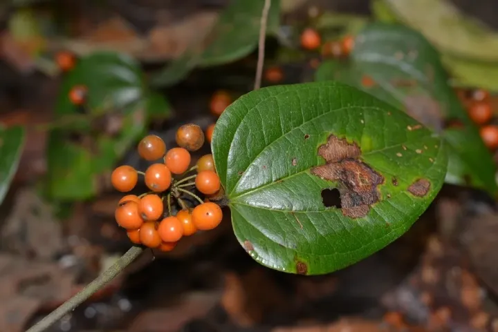 Smilax