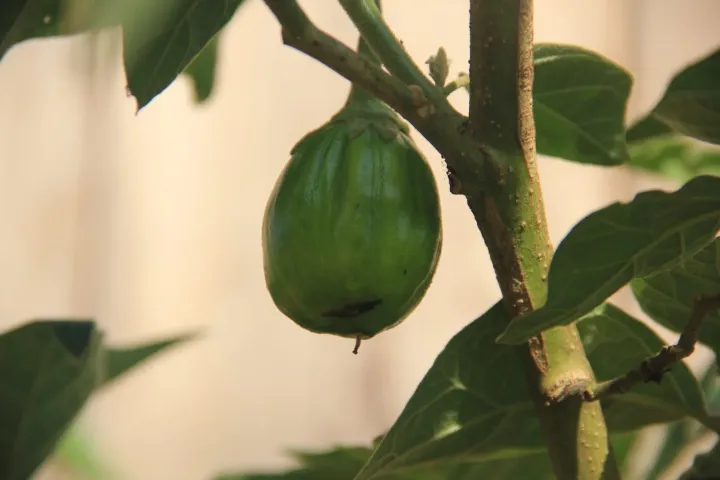Ethiopian eggplant