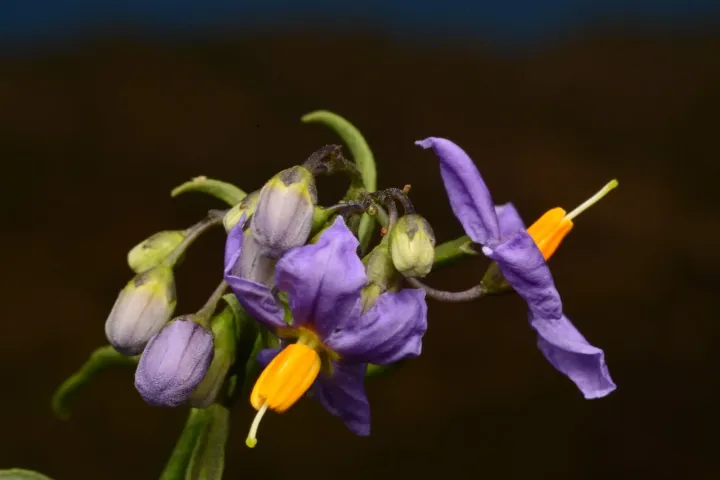 Chilean potato vine