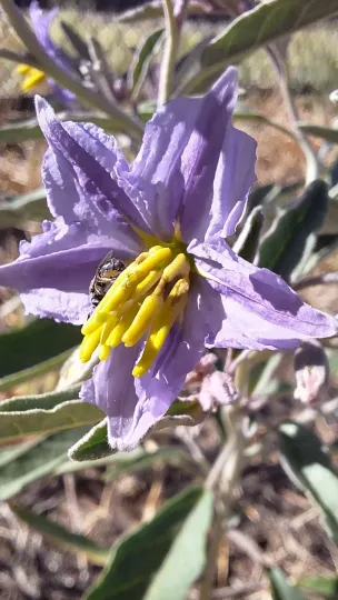 Silverleaf nightshade