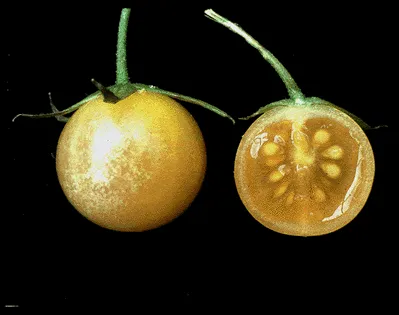 Гибриды томата культурного и дикого вида Solanum habrochaites