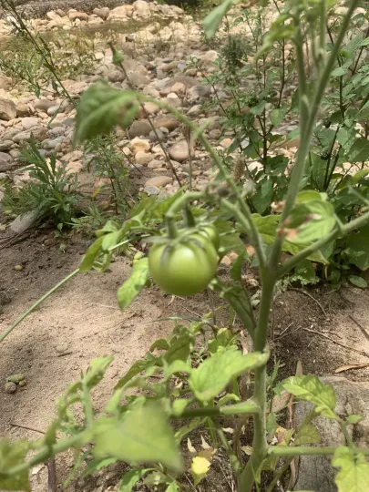 Tomato