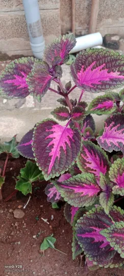Coleus and Perilla