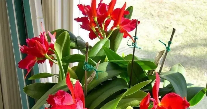 Sophrolaeliocattleya