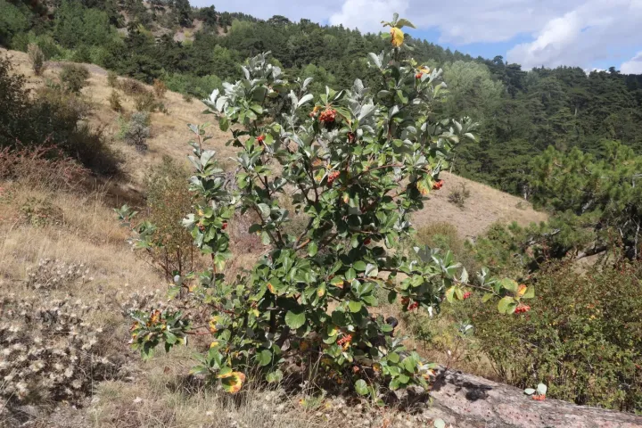 Рябина крымская