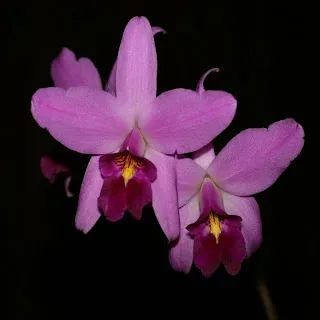 Sophrolaelia