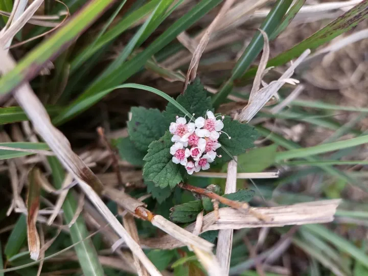 Spiraea hayatana x japonica