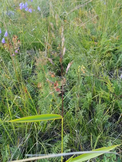 Spodiopogon sibiricus