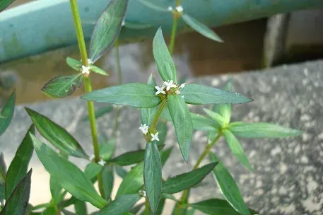 Spermacoce assurgens