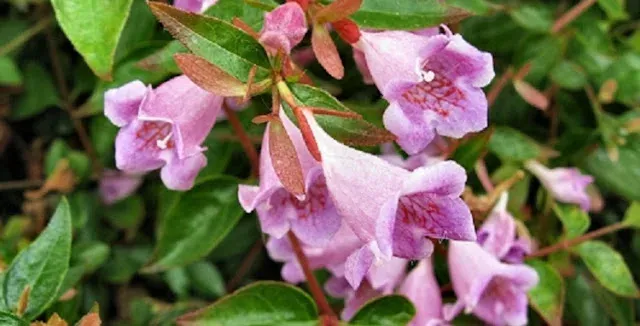 Abelia engleriana