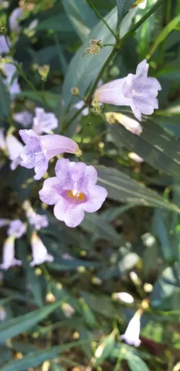 Strobilanthes anisophylla