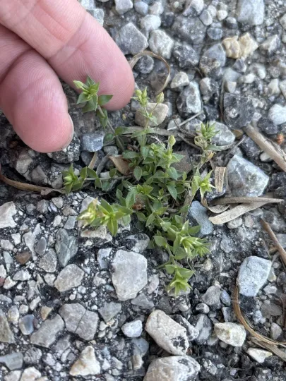 Thyme-leaved sandwort
