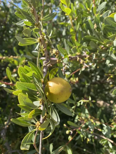 Argan tree
