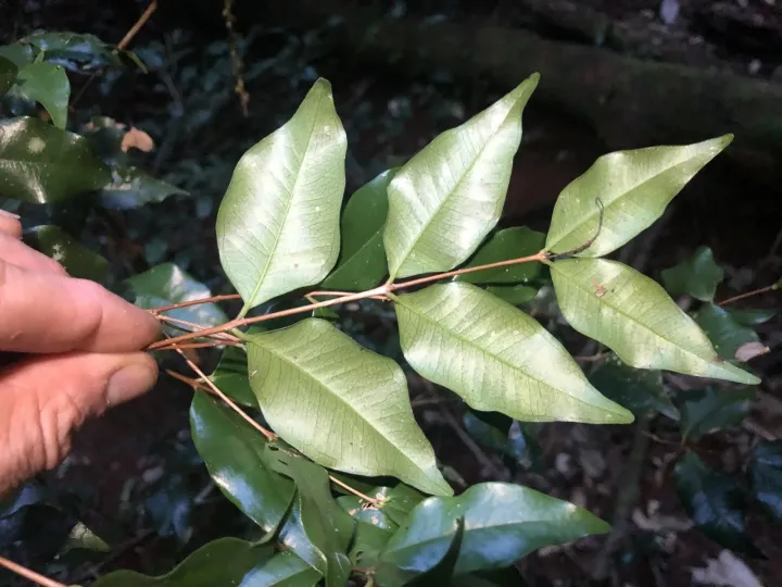 Giant Water Gum