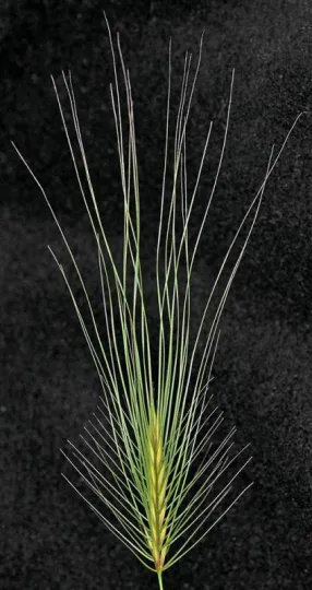 Medusahead