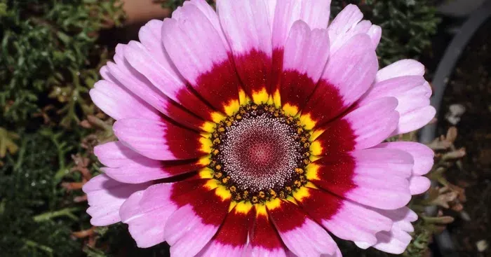 Argyranthemum carinatum