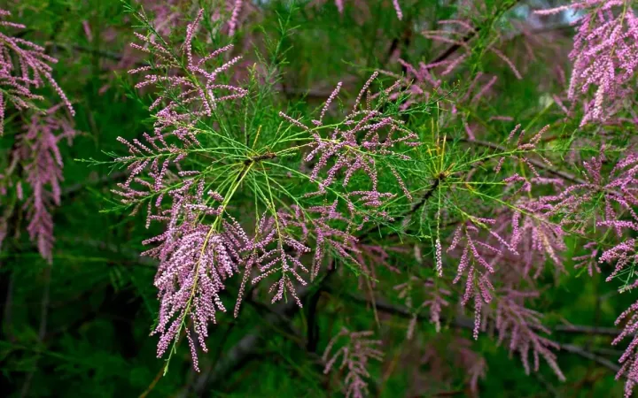 Four-stamen tamarisk