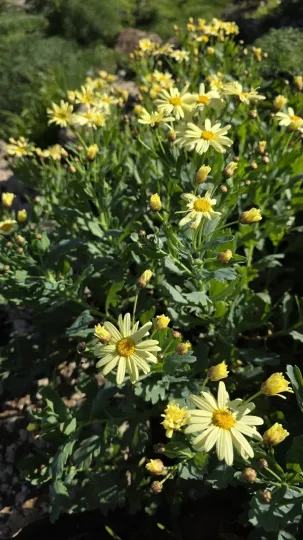 Argyranthemum maderense