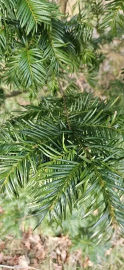 Anglo-Japanese yew