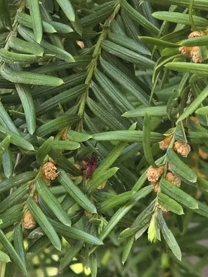 Japanese yew
