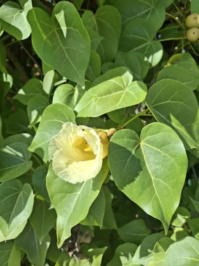 Portia tree