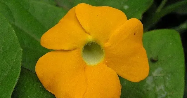 Thunbergia gibsonii