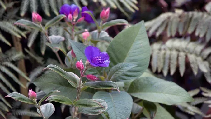 Tibouchina paratropica