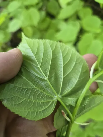 Large-leaved lime