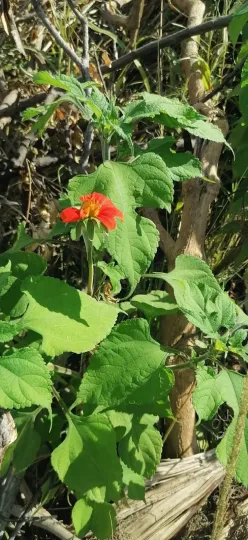 Mexican sunflower