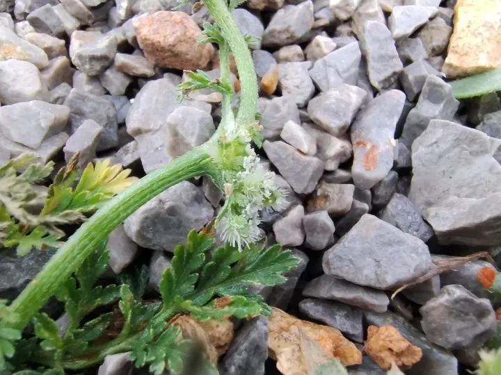 Knotted hedge-parsley