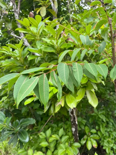Toxicodendron succedaneum