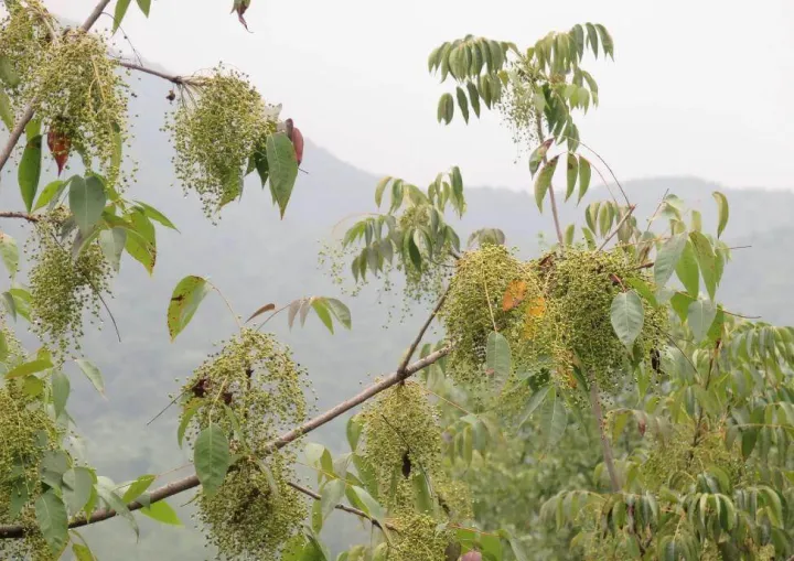 Toxicodendron vernicifluum
