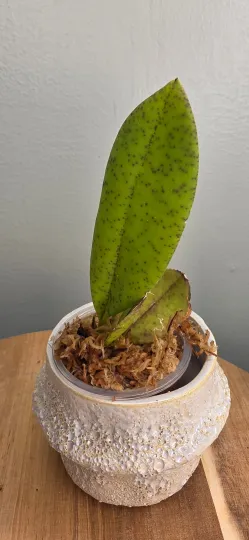 Trichocentrum nanum
