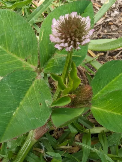 Isthmian clover