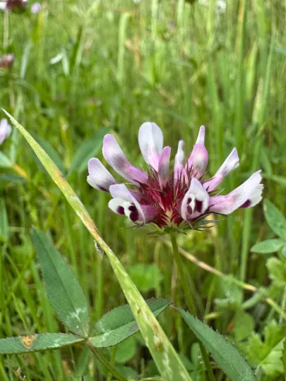Willdenow's clover