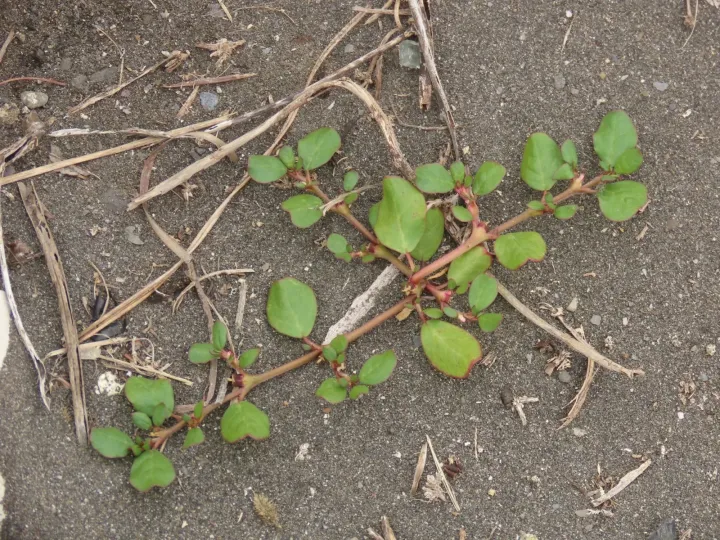 Horse purslane
