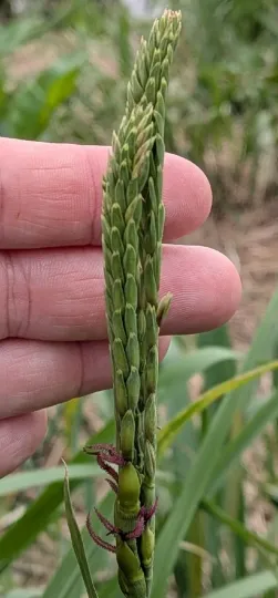 Eastern gamagrass